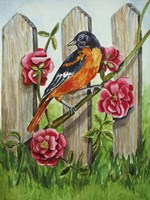 Oriole Fine Art Print