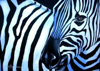 That Zebra Look Fine Art Print