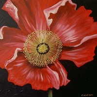 Red Poppy Fine Art Print