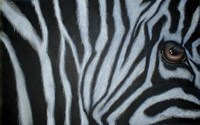 Zebra Eye Fine Art Print