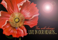 Bereavement Poppy Fine Art Print