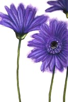 Purple Gerberas 1 Fine Art Print