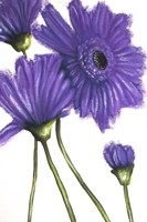 Purple Gerberas 2 Fine Art Print
