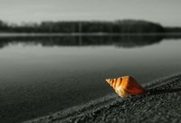 Pop of Color Orange Shell Fine Art Print