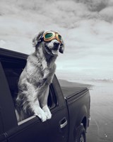 Pop of Color Cool Dog Fine Art Print