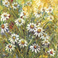 Margherite nel Sole Fine Art Print