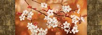 Orange Sakura Fine Art Print