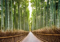 Bamboo Forest, Kyoto, Japan Fine Art Print