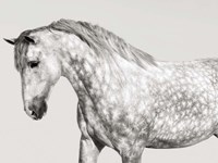 Leia, Andalusian Pony Fine Art Print