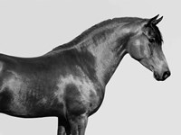 Orpheus, Arab Horse Fine Art Print