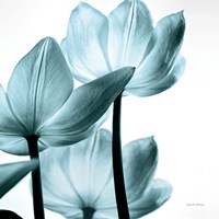 Translucent Tulips III Sq Aqua Fine Art Print