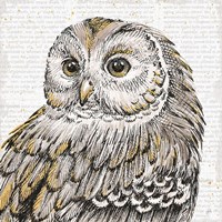 Beautiful Owls I Framed Print