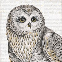 Beautiful Owls II Fine Art Print