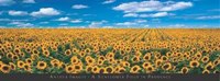 Sunflower Field in Provence Fine Art Print