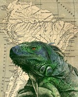 Brazilian Iguana Fine Art Print