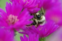 Bumble bee on aster, New Hampshire Fine Art Print