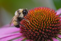 Bumble bee on aster, New Hampshire, Bombus Fine Art Print