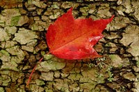 Red maple in White Mountain Forest, New Hampshire Fine Art Print