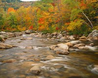 River flowing through Forest in Autumn, White Mountains National Forest, New Hampshire Fine Art Print