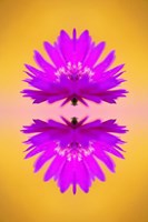 Aster flower in autumn, New Hampshire Fine Art Print