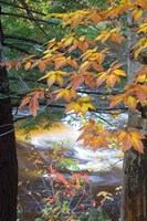Stream and Fall Foliage, New Hampshire Fine Art Print