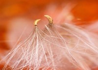 Seedheads Dancing, New Hampshire Fine Art Print