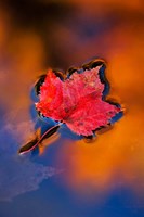 Maple Leaf in Fall Reflections, White Mountains, New Hampshire Fine Art Print