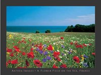 Flower Field on the Sea, France Fine Art Print