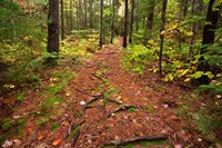 New Hampshire, White Mountains, Forest Path Fine Art Print