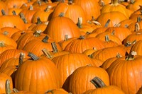 Pumpkins in Concord, New Hampshire Fine Art Print