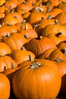 Pumpkins in the city of Concord, New Hampshire Fine Art Print