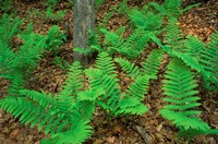 Ferns Next to Woodman Brook, Tributary of the Lamprey River, New Hampshire Fine Art Print