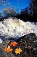 Maple Leaves and Wadleigh Falls on the Lamprey River, New Hampshire Fine Art Print