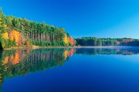 White Pines and Hardwoods, Meadow Lake, New Hampshire Fine Art Print