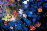 Leaves in a Pond Next to Kilburn Loop Trail, Pisgah State Park, New Hampshire Fine Art Print