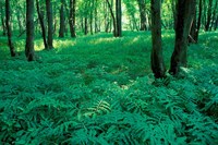 Sensitive Ferns and Silver Maples, Floodplain Forest, Upper Merrimack River, New Hampshire Fine Art Print