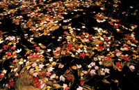 Red Maple Leaves in Reservoir, Boat Meadow Brook, Bear Brook State Park, New Hampshire Fine Art Print