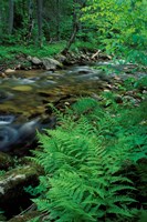 Lady Fern, Lyman Brook, The Nature Conservancy's Bunnell Tract, New Hampshire Fine Art Print