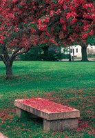 Crab Apple Trees in Prescott Park, New Hampshire Fine Art Print