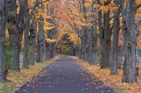 Sugar Maples in a Rye Cemetary, New Hampshire Fine Art Print