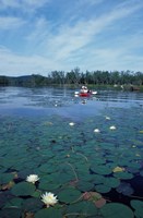 Fragrant Water Lily, Kayaking on Umbagog Lake, Northern Forest, New Hampshire Fine Art Print