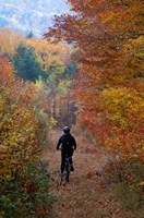 Mountain Biking on Old Logging Road, New Hampshire Fine Art Print