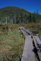 Tamarack Bog Bridge on the Lonesome Lake Trail, New Hampshire Fine Art Print