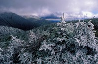 Snow Coats the Boreal Forest on Mt Lafayette, White Mountains, New Hampshire Fine Art Print