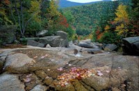 Fall Foliage, Appalachian Trail, White Mountains, New Hampshire Fine Art Print
