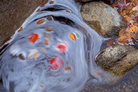 Leaves Swirl in Zealand Falls, Appalachian Trail, White Mountains, New Hampshire Fine Art Print