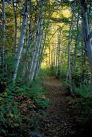 White Birch and Yellow Leaves in the White Mountains, New Hampshire Fine Art Print