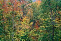 Fall in Northern Hardwood Forest, New Hampshire Fine Art Print