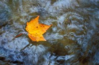 Pearl Cascade on the Avalon Trail, Northern Hardwood Forest, New Hampshire Fine Art Print