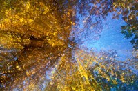 Greeley Ponds Trail, Northern Hardwood Forest, New Hampshire Fine Art Print